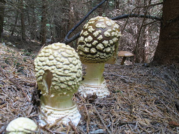 muchotrávka kráľovská Amanita regalis (Fr.) Michael