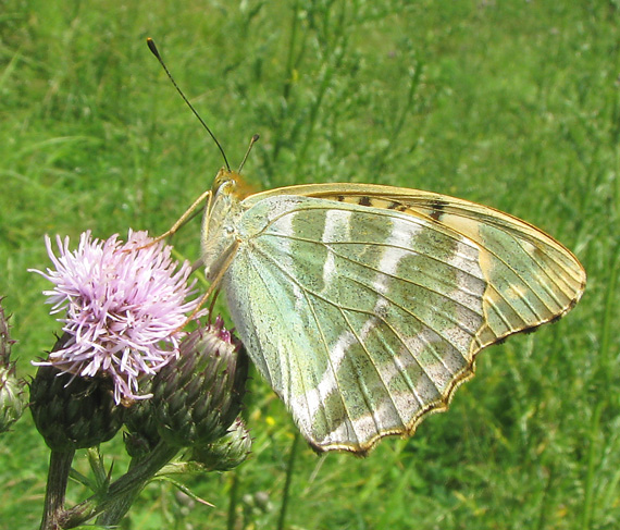 perlovec striebristopásavý Argynnis paphia