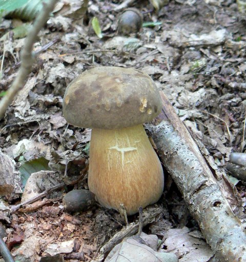 hríb bronzový Boletus aereus Bull. ex Fr.