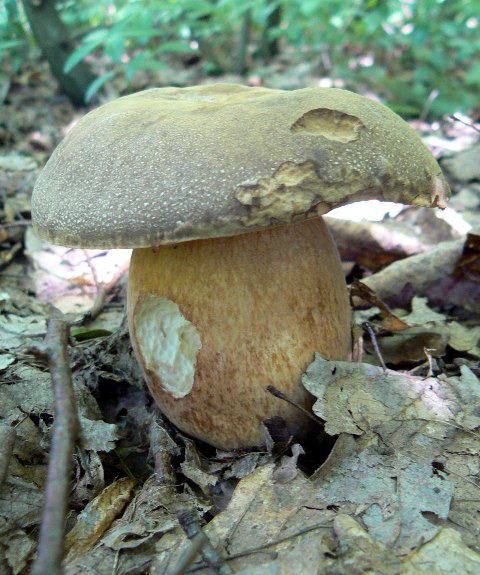 hríb bronzový Boletus aereus Bull. ex Fr.