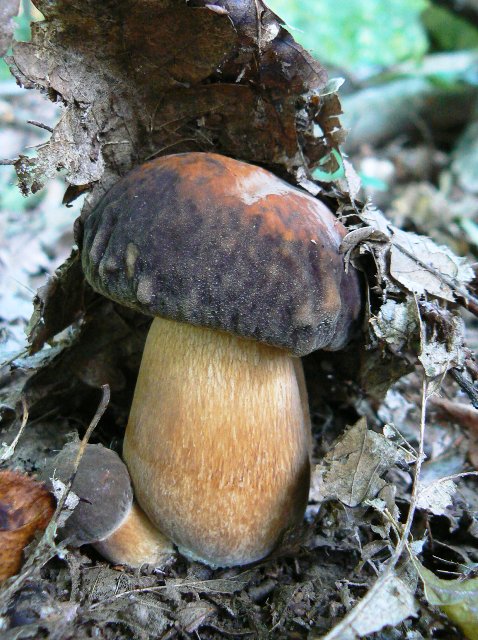 hríb bronzový Boletus aereus Bull. ex Fr.