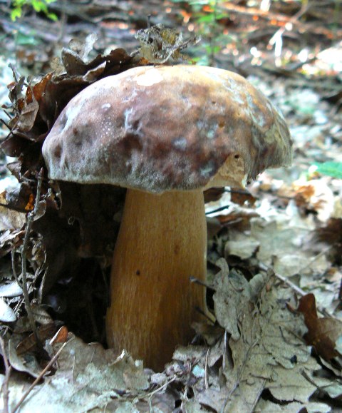 hríb bronzový Boletus aereus Bull. ex Fr.