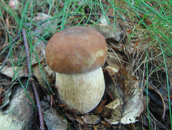 hríb smrekový Boletus edulis Bull.