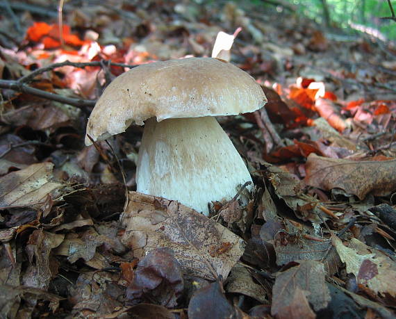 hríb smrekový Boletus edulis Bull.