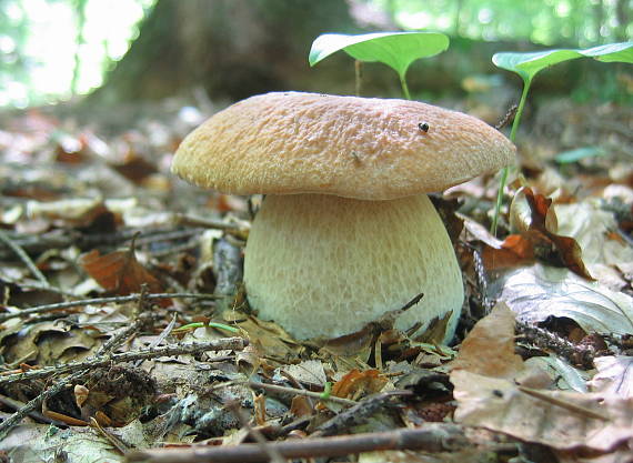 hríb smrekový Boletus edulis Bull.