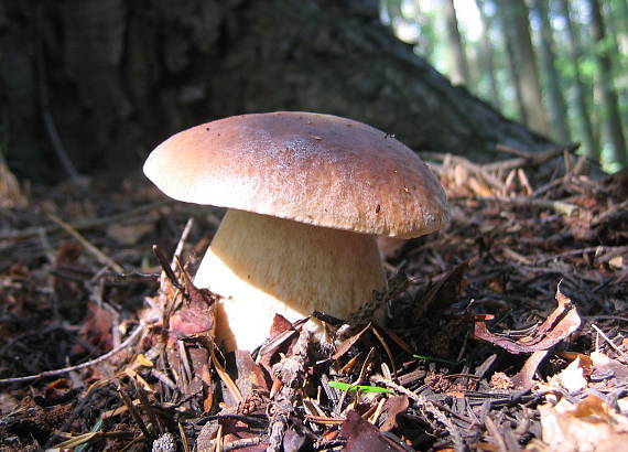 hríb smrekový Boletus edulis Bull.