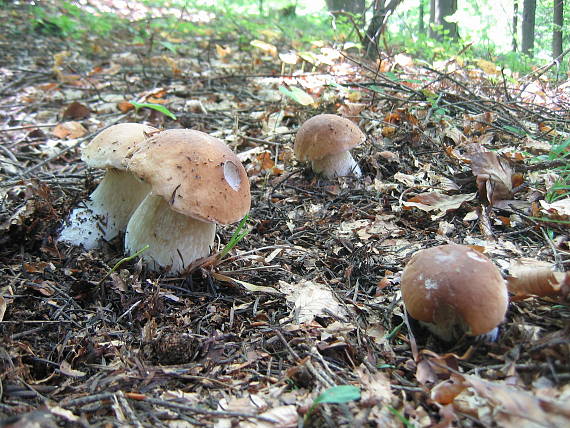 hríb smrekový Boletus edulis Bull.