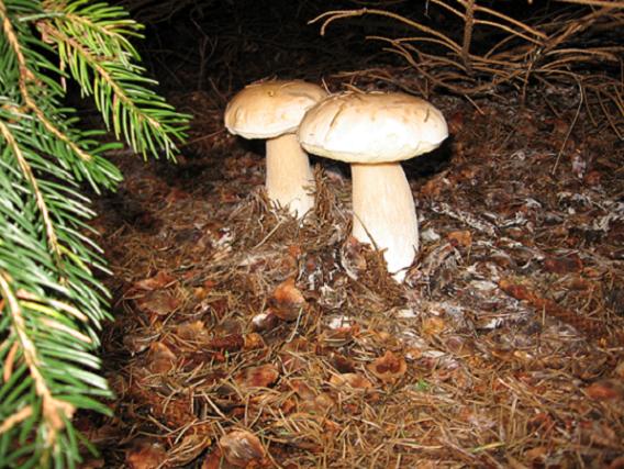 hríb smrekový Boletus edulis Bull.