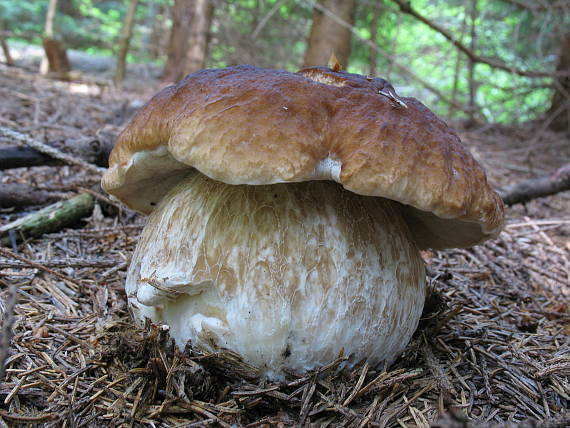 hríb smrekový Boletus edulis Bull.