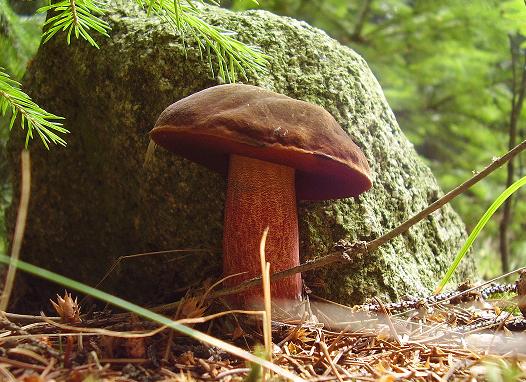 hríb zrnitohlúbikový  Boletus erythropus