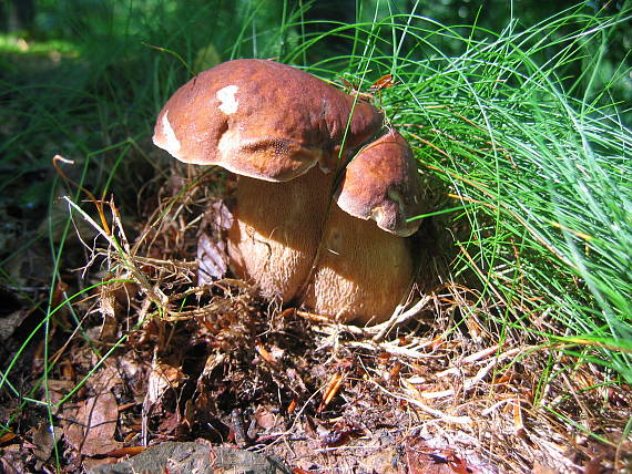 hríb sosnový Boletus pinophilus Pil. et Dermek in Pil.