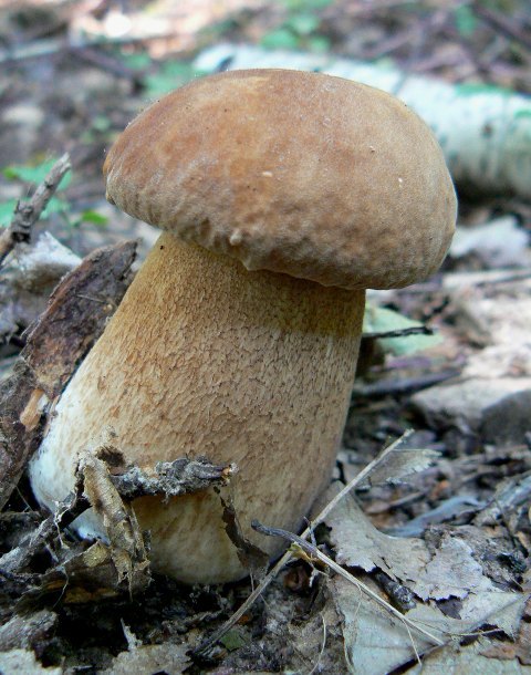 hríb dubový Boletus reticulatus Schaeff.