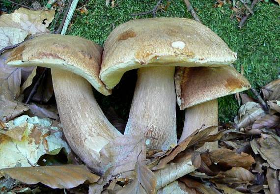 hríb dubový Boletus reticulatus Schaeff.