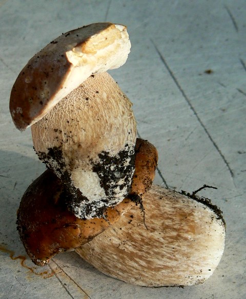 hríb dubový Boletus reticulatus Schaeff.