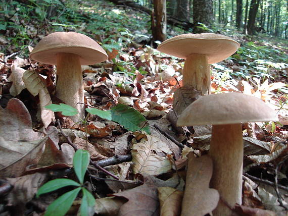 hríb dubový Boletus reticulatus Schaeff.