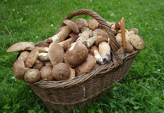 hríb dubový/ Boletus reticulatus Schaeff.