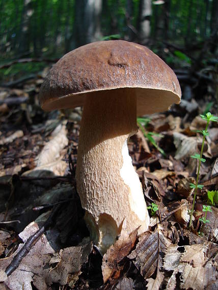 hríb dubový Boletus reticulatus Schaeff.