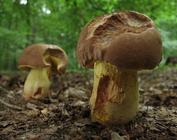 hřib přívěskatý Butyriboletus appendiculatus (Schaeff. ex Fr.) Secr.