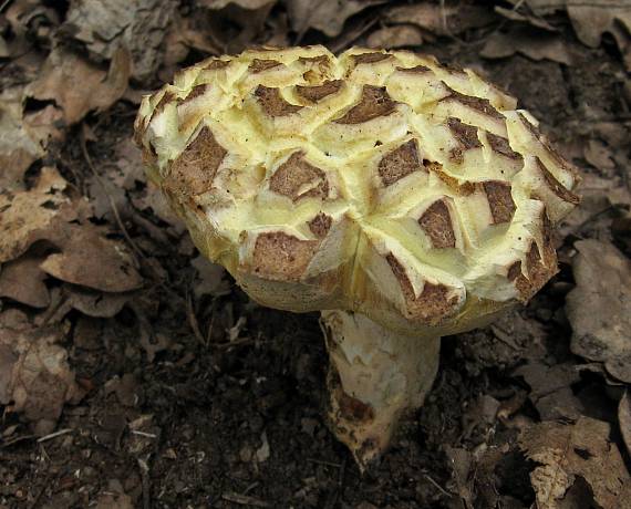 hřib přívěskatý Butyriboletus appendiculatus (Schaeff. ex Fr.) Secr.