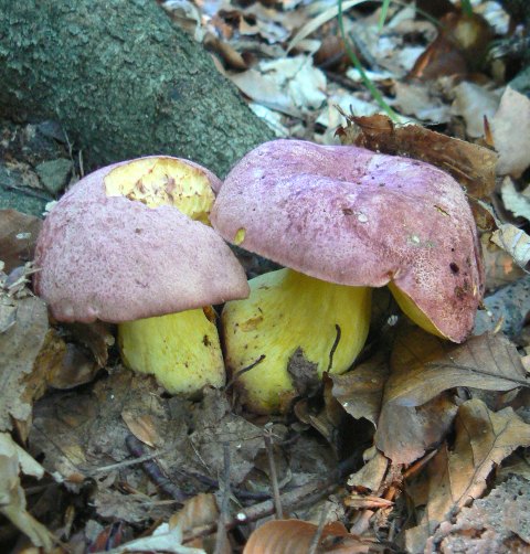 hríb kráľovský Butyriboletus regius (Krombh.) D. Arora & J.L. Frank