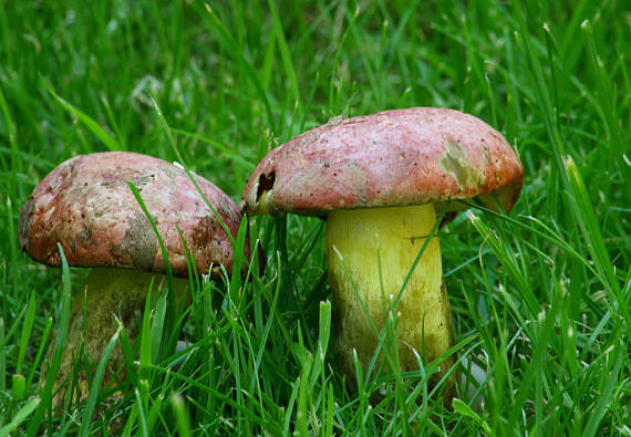 hríb kráľovský Butyriboletus regius (Krombh.) D. Arora & J.L. Frank