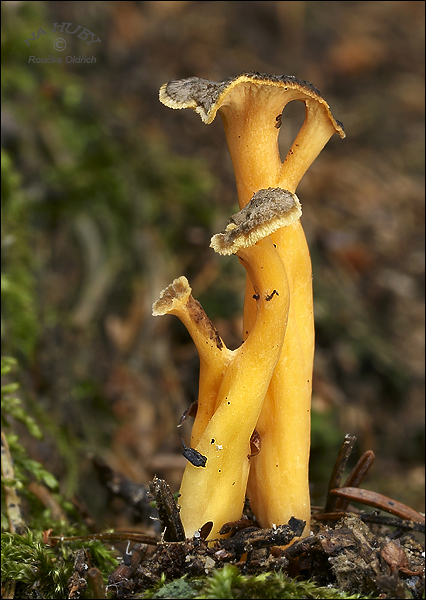 kuriatko žltohnedé Cantharellus lutescens Fr.