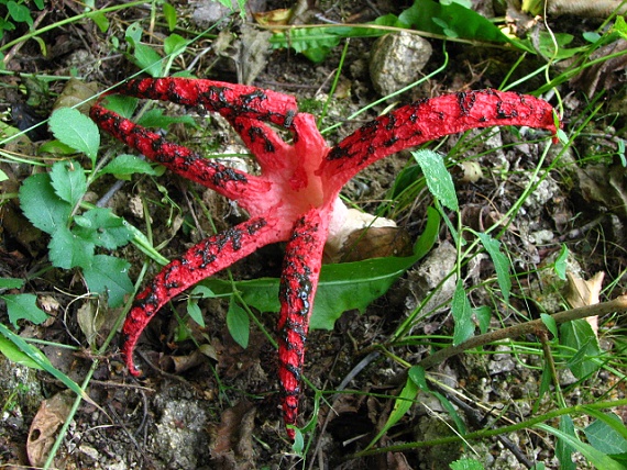 mrežovka kvetovitá Clathrus archeri (Berk.) Dring