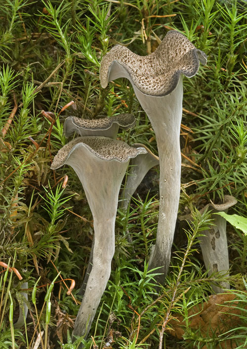 lievik trúbkovitý Craterellus cornucopioides (L.) Pers.