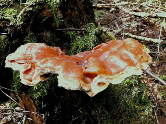 lesklokorka lesklá - Lesklokôrovka obyčajná Ganoderma lucidum  (Curtis) P. Karst.