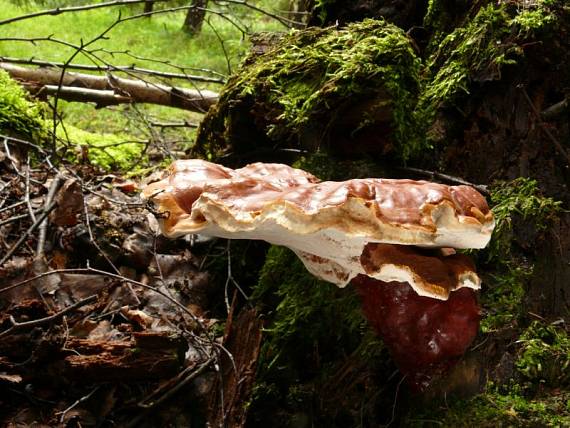 lesklokôrovka obyčajná Ganoderma lucidum (Curtis) P. Karst.