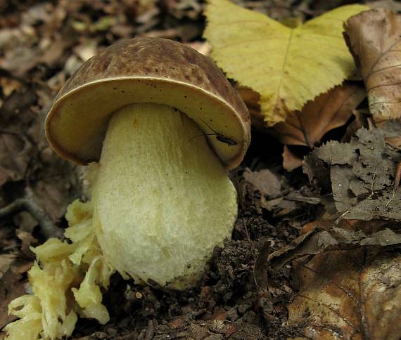 hřib skvrnitý Hemileccinum depilatum (Redeuilh) Šutara