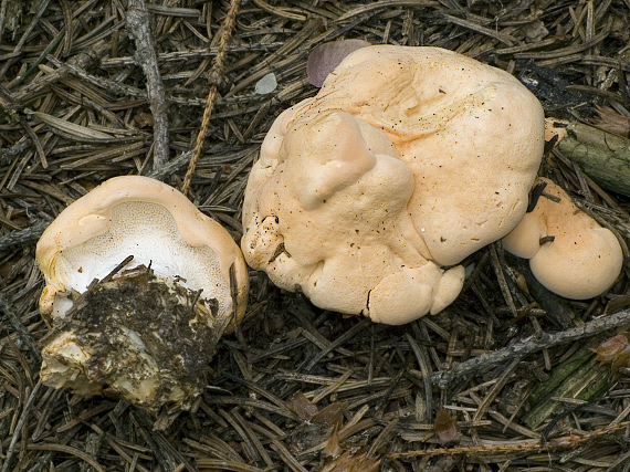 jelenka poprehýbaná Hydnum repandum L.