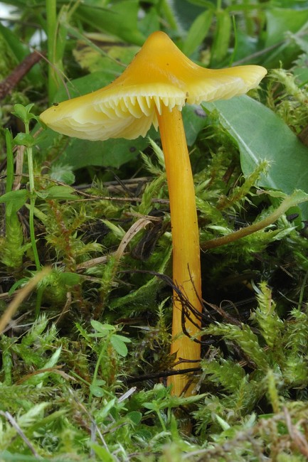 lúčnica hrotitá Hygrocybe acutoconica (Clem.) Singer