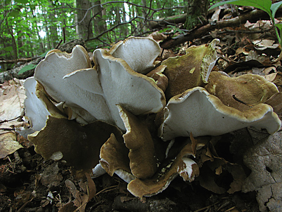 krásnopórovec zelenohnedý Laeticutis cristata (Schaeff.) Audet