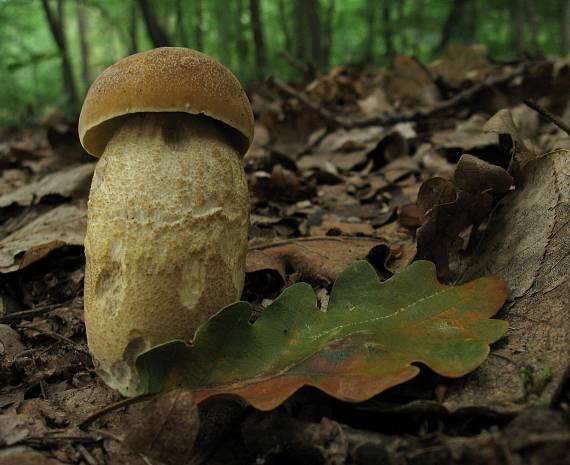 kozák dubový Leccinellum crocipodium (Letell.) Della Maggiora & Trassinelli