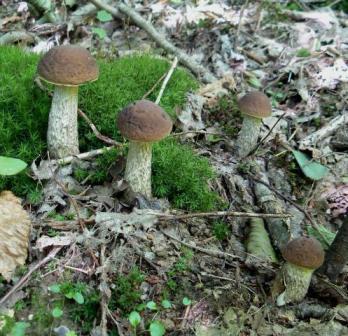 kozák hrabový Leccinum pseudoscabrum (Kallenb.) Šutara