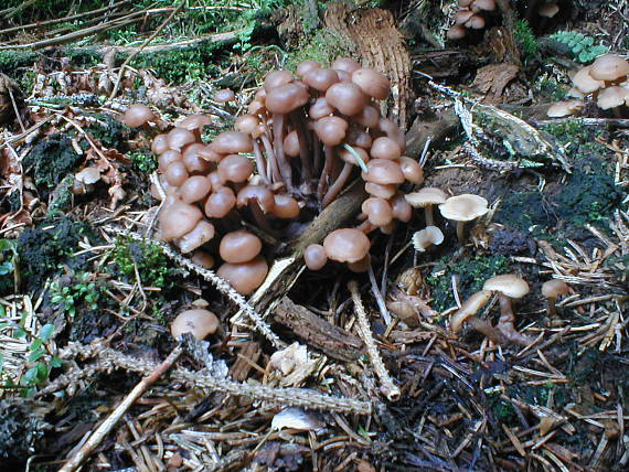 prilbička Mycena