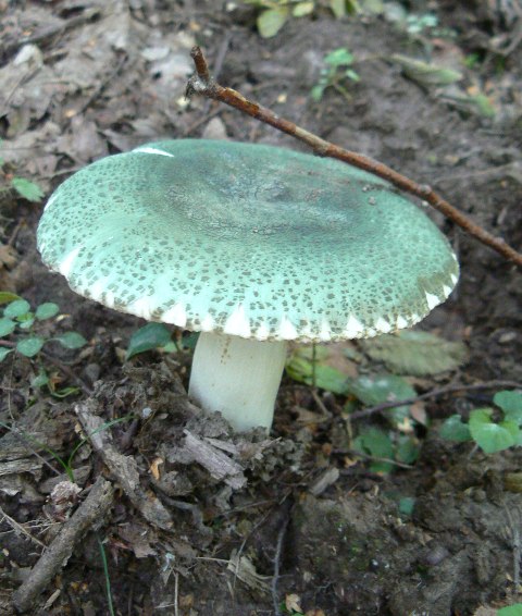 plávka zelenkastá Russula virescens (Schaeff.) Fr.