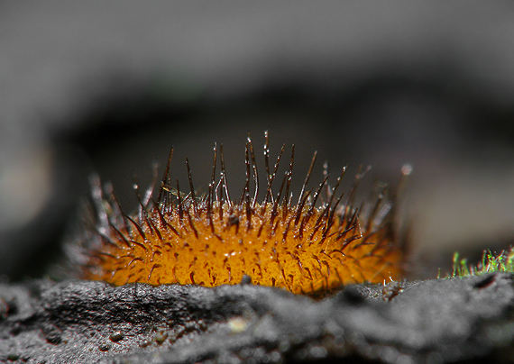 štítovnička Scutellinia sp.