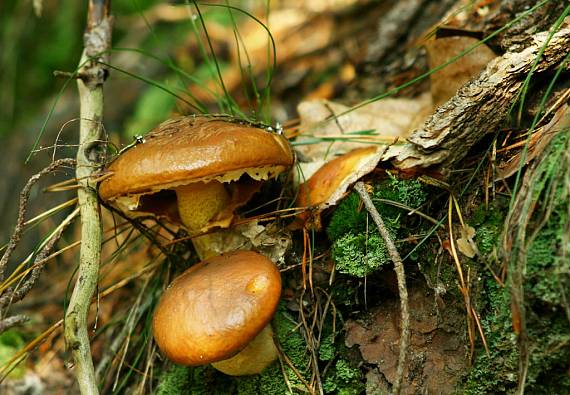 masliak obyčajný Suillus luteus (L.) Roussel