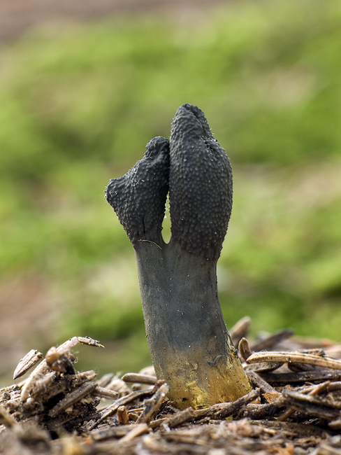 žezlovka srnková Tolypocladium ophioglossoides (J.F. Gmel.) Quandt, Kepler & Spatafora