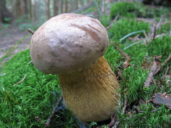 podhríb žlčový Tylopilus felleus (Bull.) P. Karst.