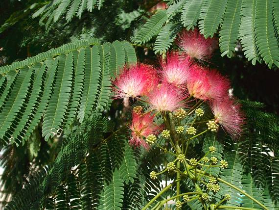 albízia ružová  Albizia julibrissin (Wild.) Durazzini