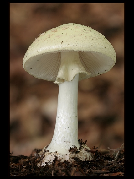 muchotrávka citrónovožltá Amanita citrina Pers.