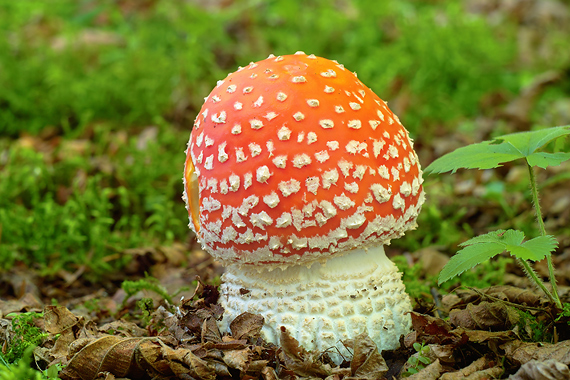 muchotrávka červená Amanita muscaria (L.) Lam.