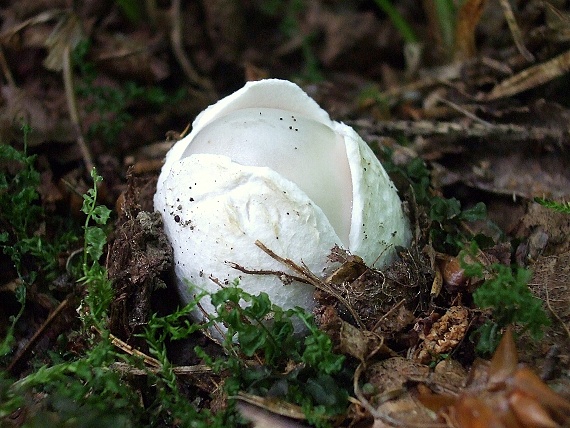 muchotrávka  Amanita sp.