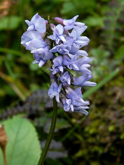 kozinec nórsky Astragalus norvegicus Weber