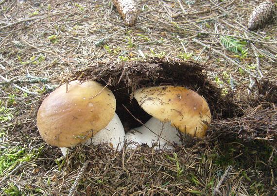 hríb smrekový Boletus edulis Bull.