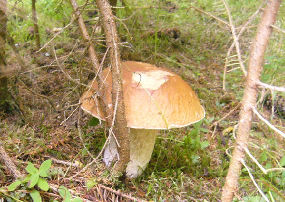 hríb smrekový Boletus edulis Bull.