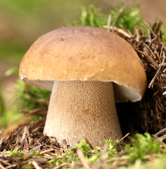 hríb smrekový Boletus edulis Bull.